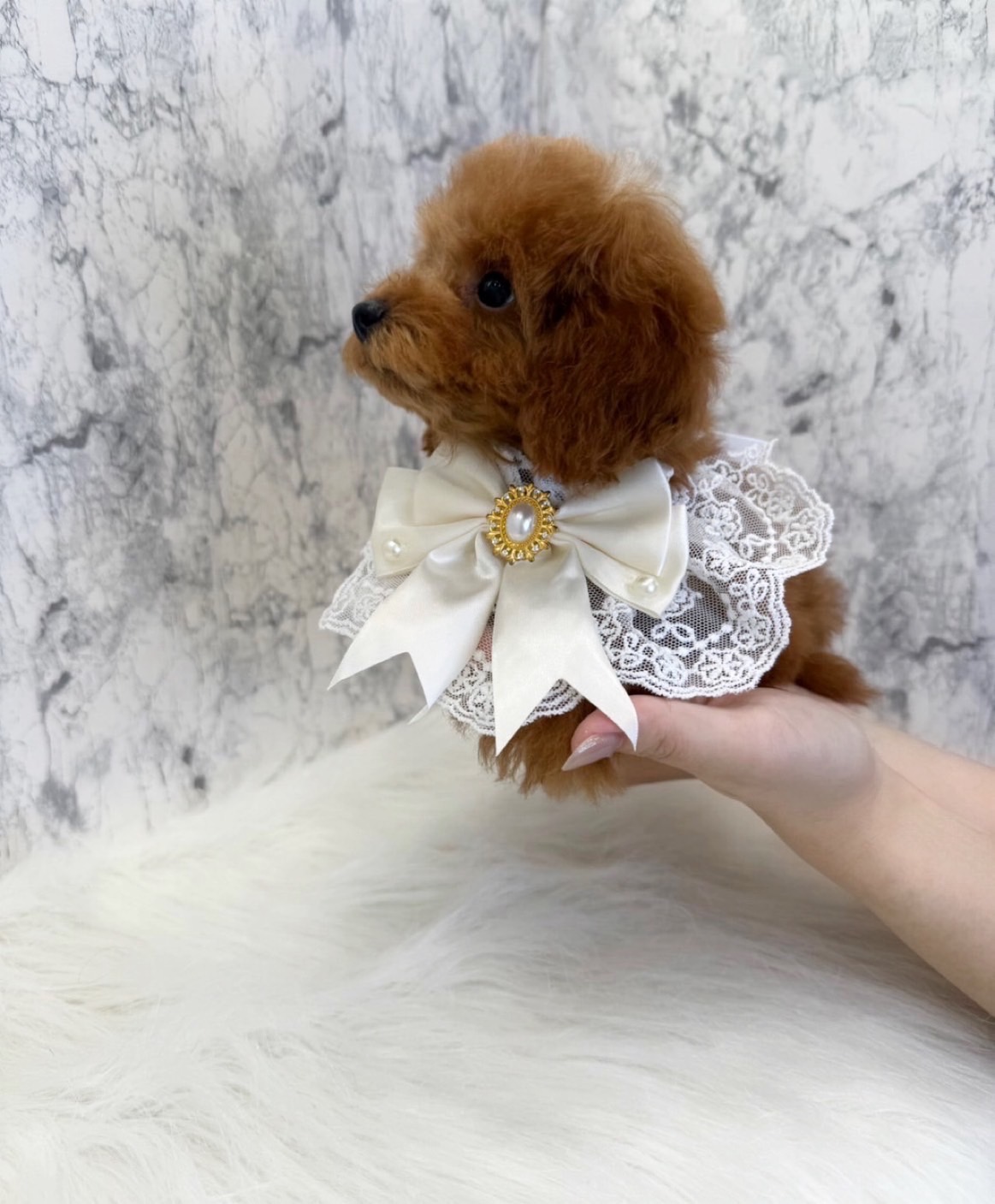 埼玉県のトイプードル(トイ) (PETSHOP FATIS/2025年5月3日生まれ/女の子/レッド)の子犬の3枚目の画像