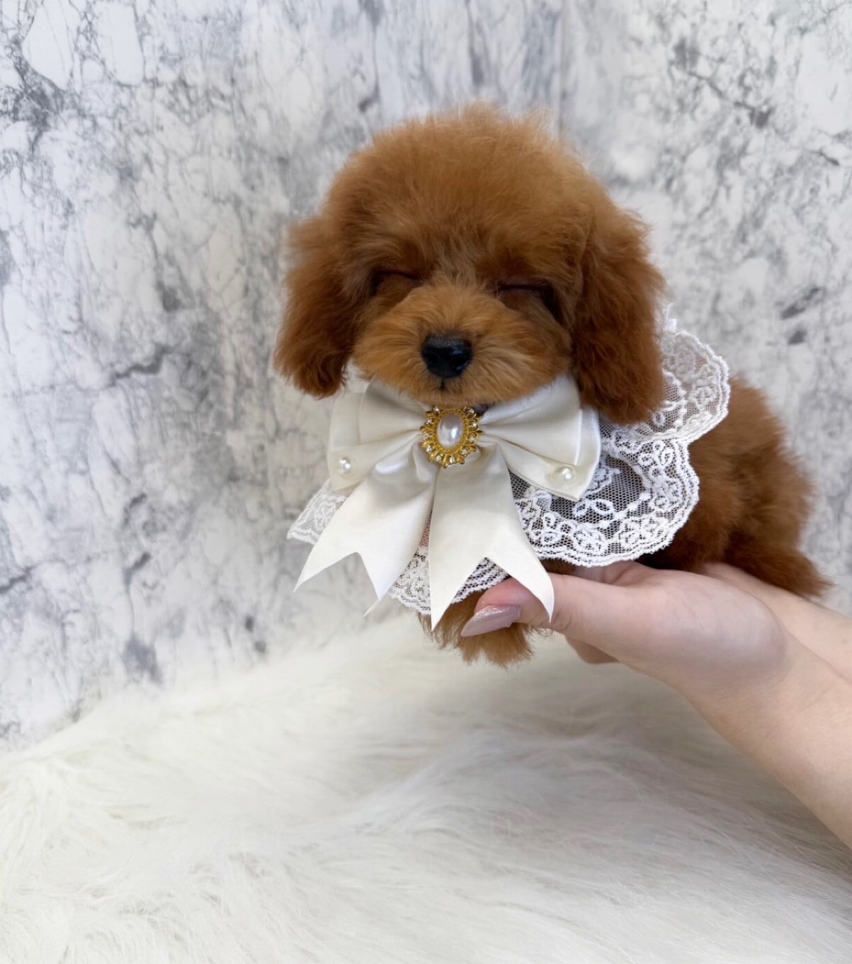 埼玉県のトイプードル(トイ) (PETSHOP FATIS/2025年5月3日生まれ/女の子/レッド)の子犬の4枚目の画像