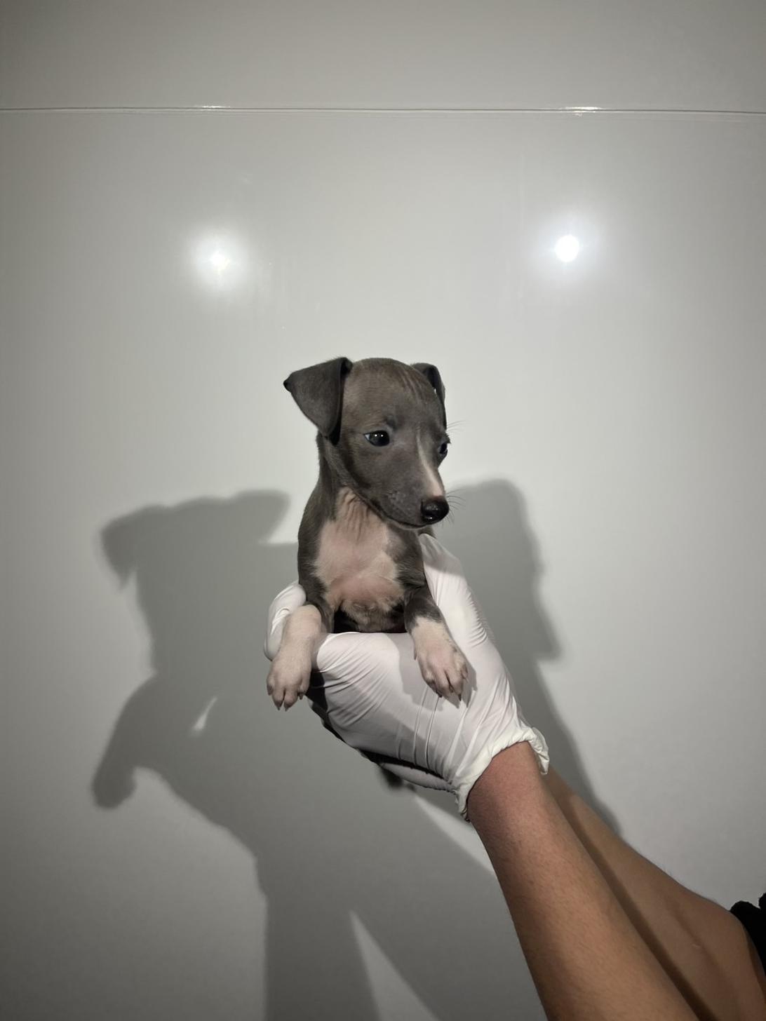 埼玉県のイタリアングレーハウンド (ペッツスマイル加須インター店/2025年12月20日生まれ/女の子/ブルーホワイト)の子犬の3枚目の画像