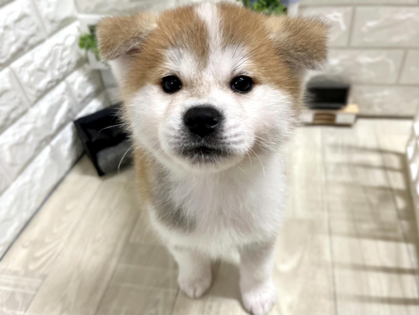 大阪府の秋田犬 (DOGMAN平野瓜破店/2025年11月30日生まれ/女の子/赤)の子犬の1枚目の画像