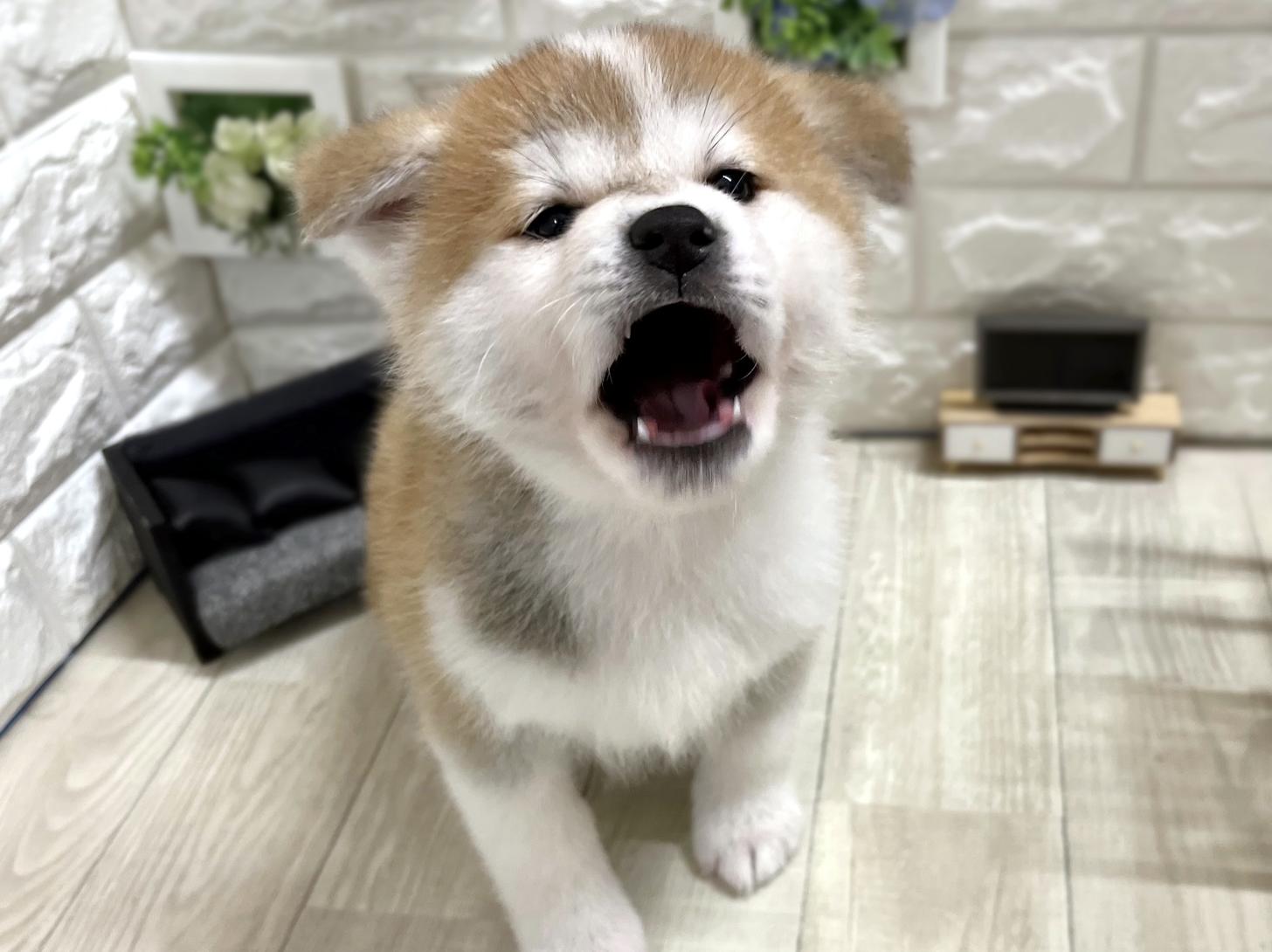 大阪府の秋田犬 (DOGMAN平野瓜破店/2025年11月30日生まれ/女の子/赤)の子犬の3枚目の画像