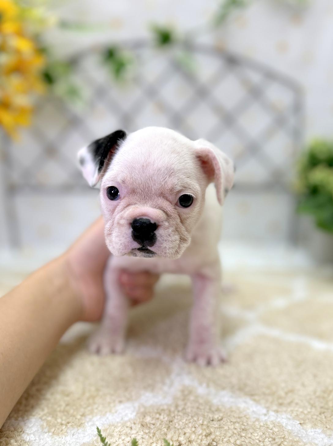 北海道のフレンチブルドッグ (ラブワンコ平岸店/2026年6月5日生まれ/女の子/パイド)の子犬