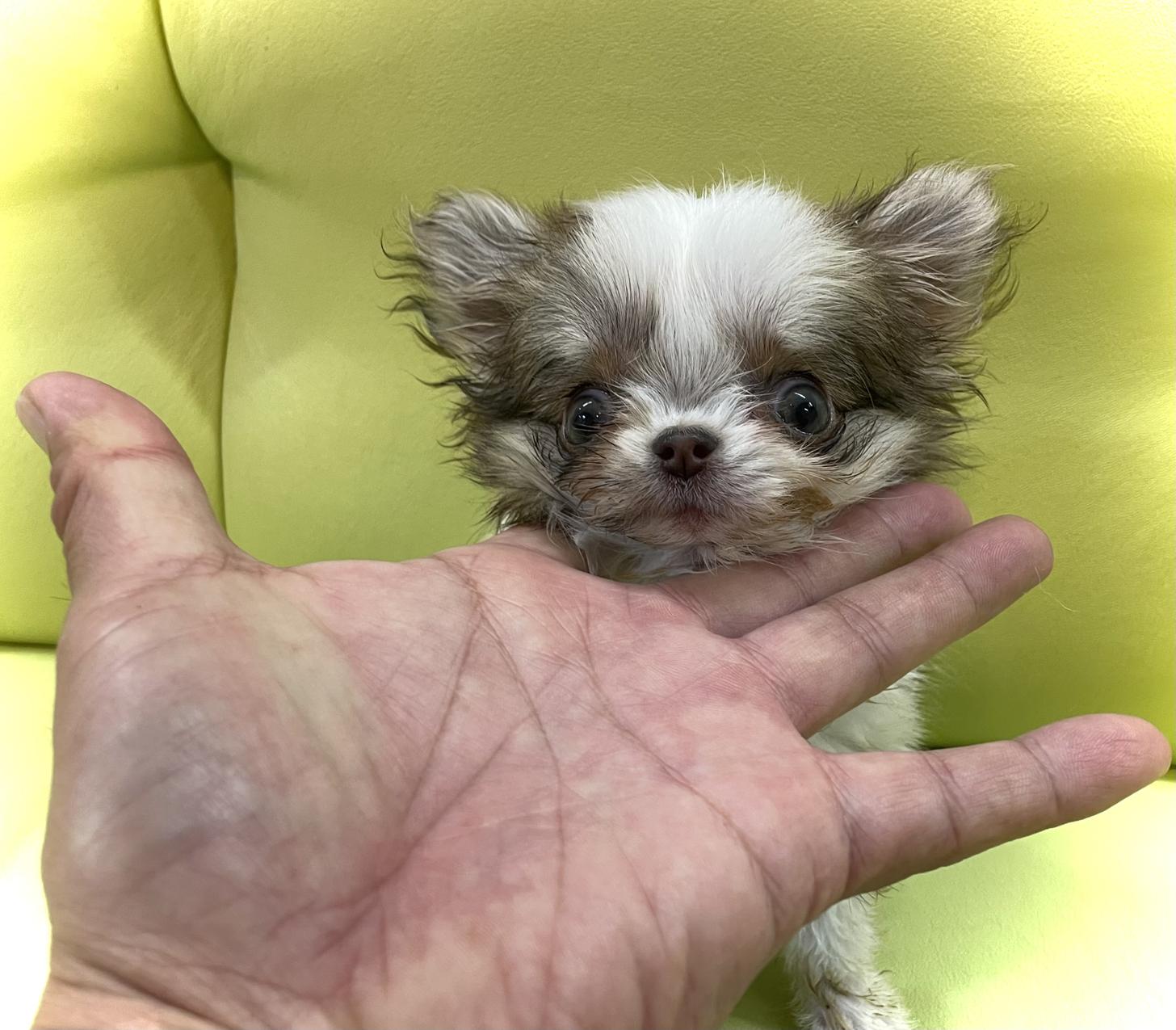 神奈川県のチワワ(ロング) (Puppyカフェ/2025年3月1日生まれ/女の子/チョコレートパーティー)の子犬