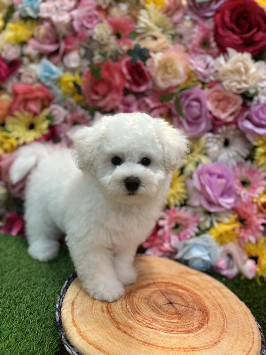 福岡県のビションフリーゼ (スタードッグス大牟田店/2025年8月20日生まれ/男の子/ホワイト)の子犬の1枚目の画像