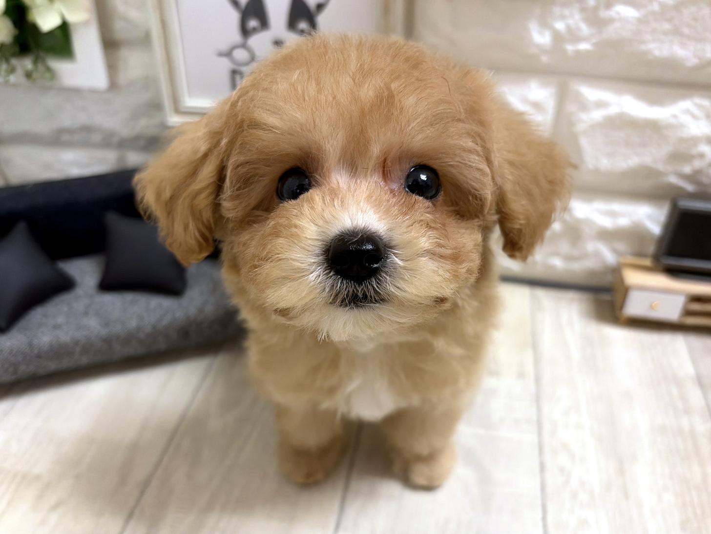 和歌山県のビションプー(ビションフリーゼ×プードル) (DOGMAN和歌山店/2026年5月18日生まれ/女の子/クリームホワイト)の子犬の1枚目の画像