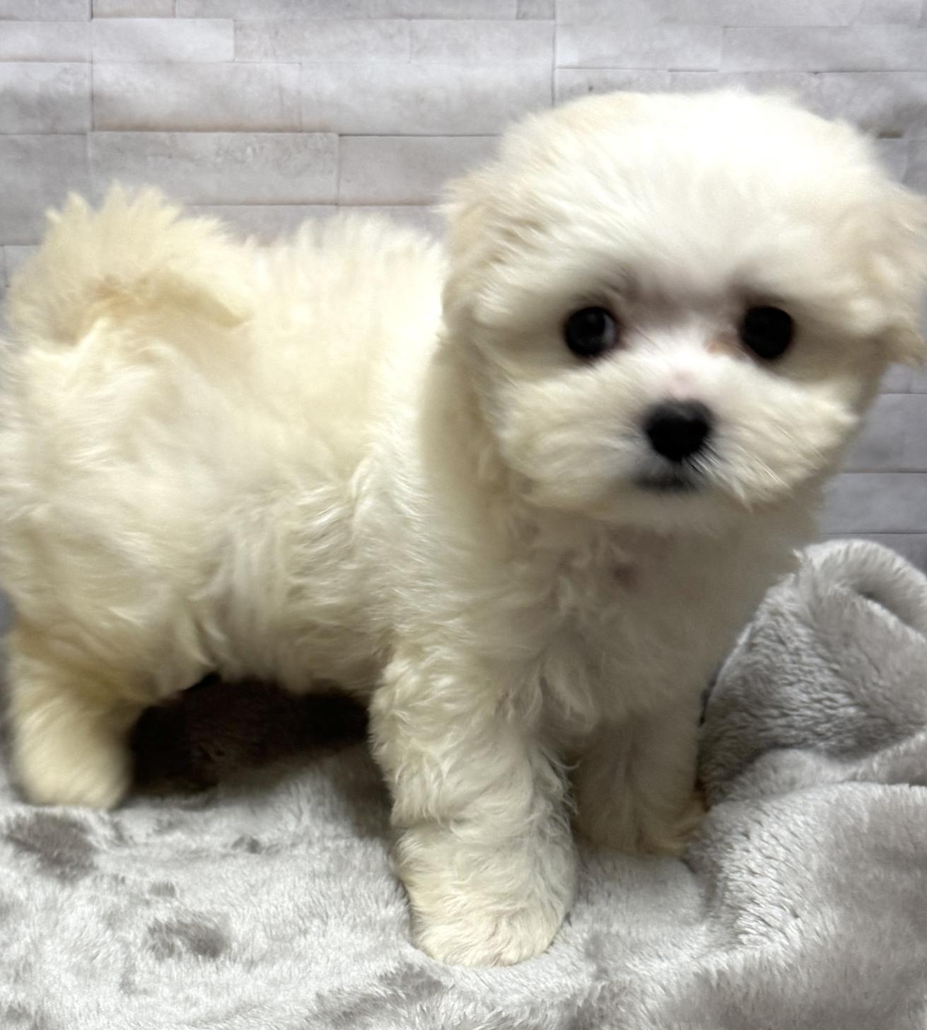 岐阜県のマルチーズ (ペットプラザ岐阜店/2026年4月19日生まれ/男の子/ホワイト)の子犬
