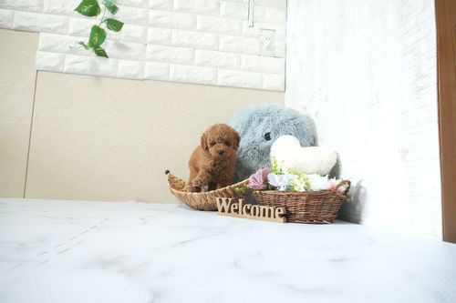 滋賀県のトイプードル(トイ) (いっぷく湖南店/2026年4月18日生まれ/男の子/レッドフォーン)の子犬の1枚目の画像