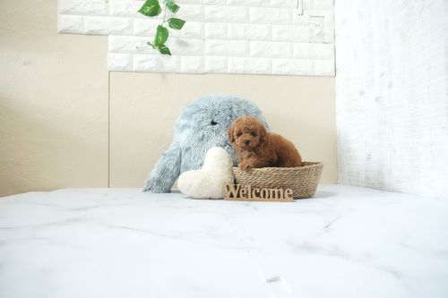滋賀県のトイプードル(トイ) (いっぷく湖南店/2026年4月18日生まれ/男の子/レッドフォーン)の子犬の3枚目の画像