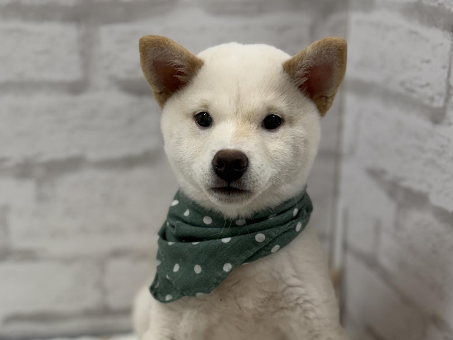 神奈川県の柴犬(標準サイズ) (ペットアイランド海老名店/2025年8月9日生まれ/男の子/白)の子犬の1枚目の画像