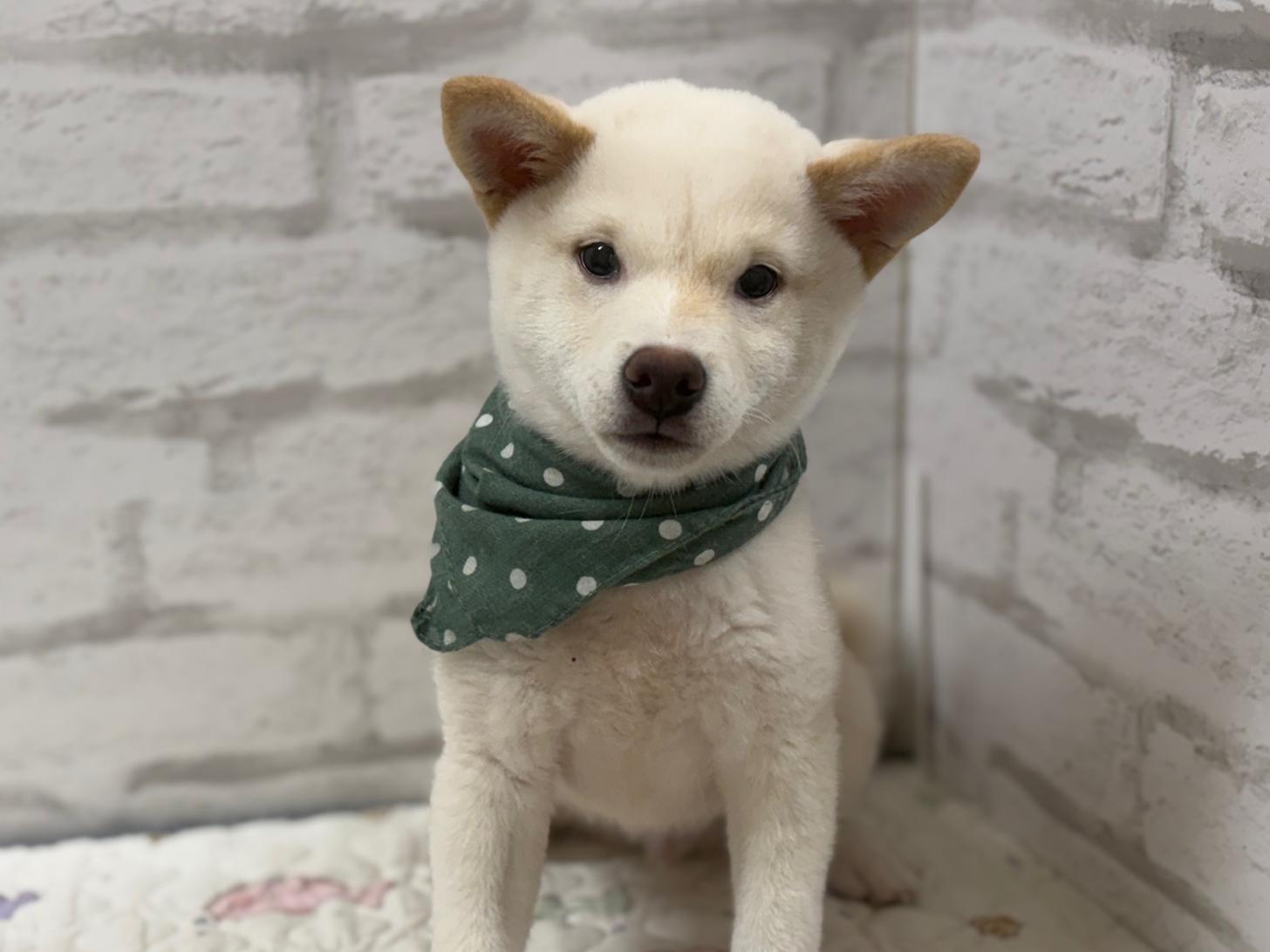 神奈川県の柴犬(標準サイズ) (ペットアイランド海老名店/2025年8月9日生まれ/男の子/白)の子犬の2枚目の画像