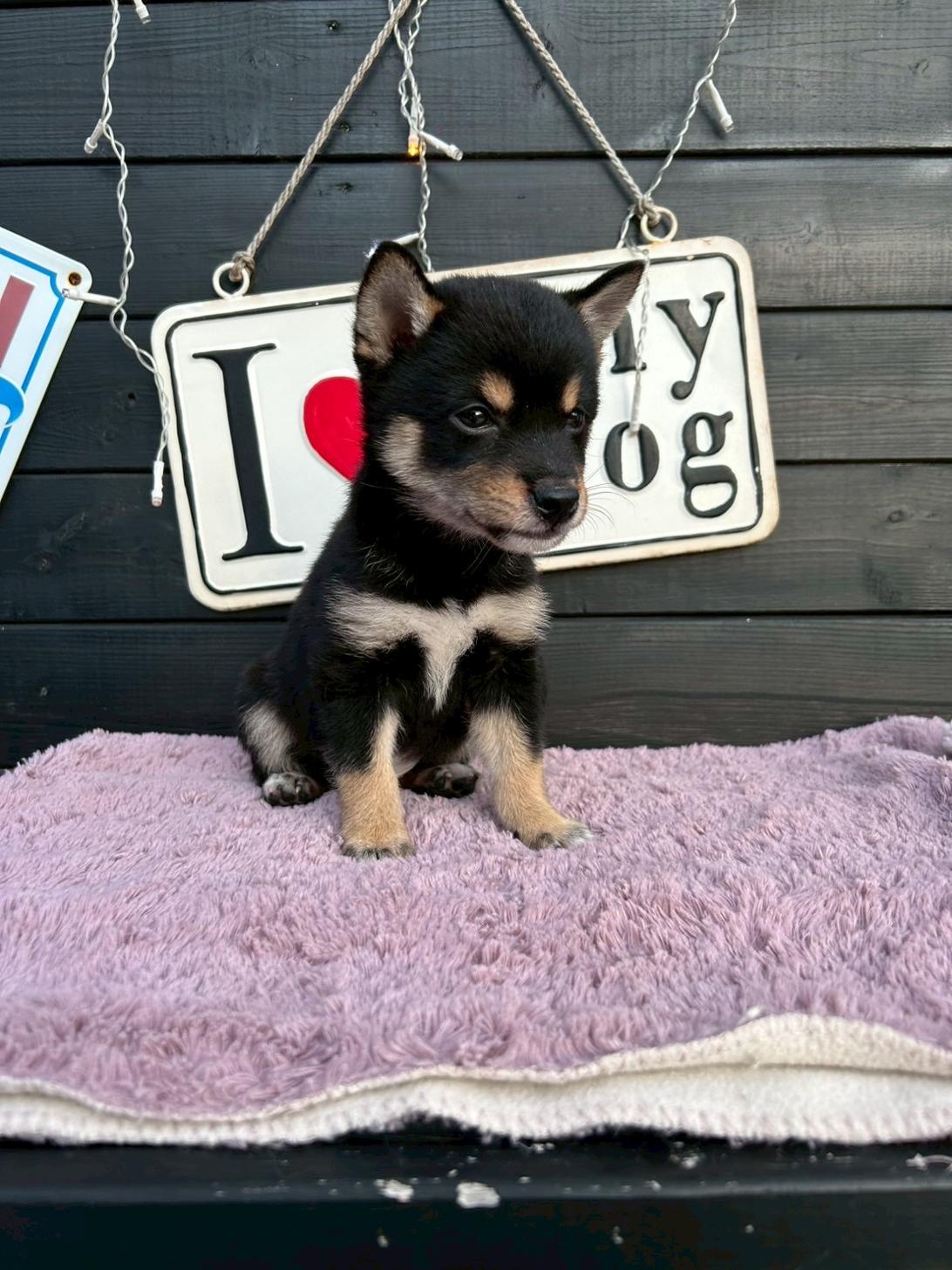 埼玉県の豆柴 (ADELE PETS/2025年6月11日生まれ/男の子/黒)の子犬の3枚目の画像