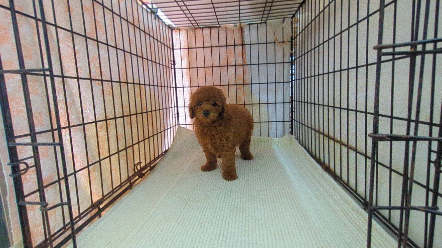 茨城県のトイプードル(トイ) (ペットショップスズキ/2026年5月12日生まれ/男の子/レッド)の子犬