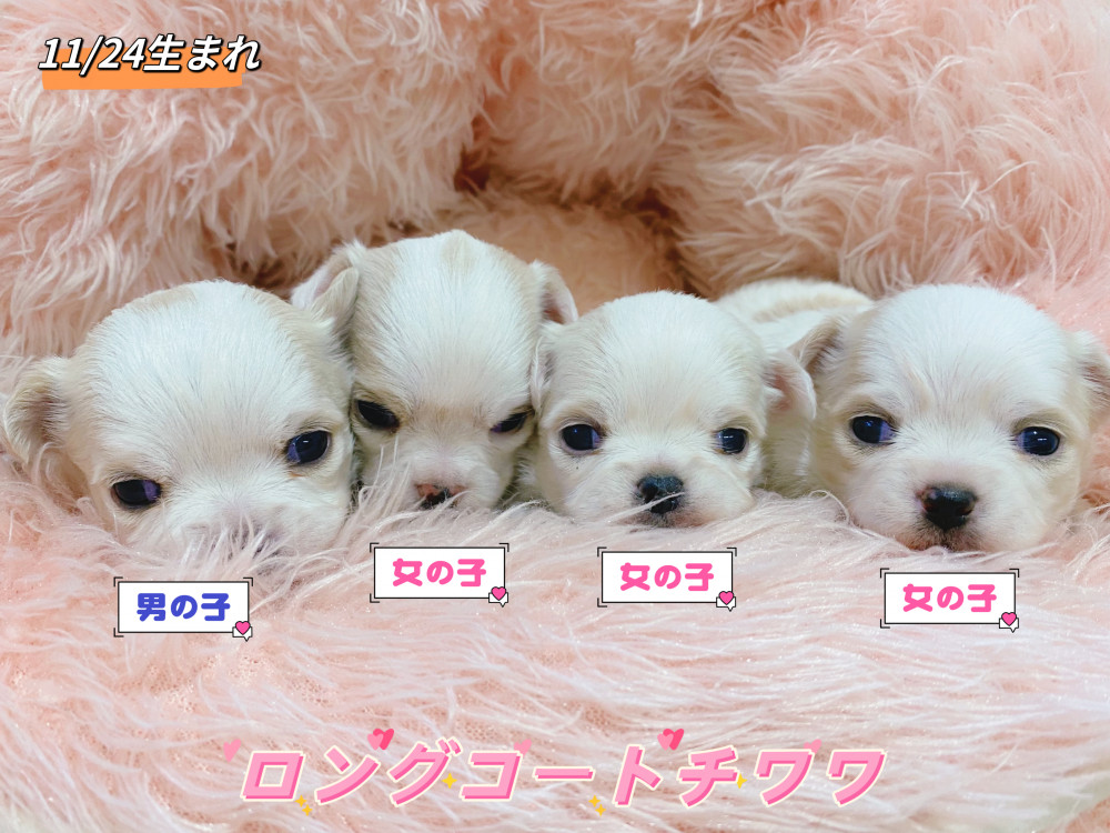 新潟県のチワワ(ロング) (竹内ペット 新津本店/2025年11月24日生まれ/男の子/その他色)の子犬の1枚目の画像