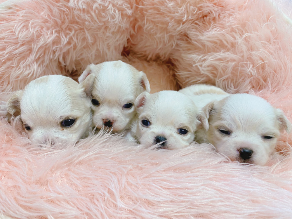 新潟県のチワワ(ロング) (竹内ペット 新津本店/2025年11月24日生まれ/男の子/その他色)の子犬の2枚目の画像