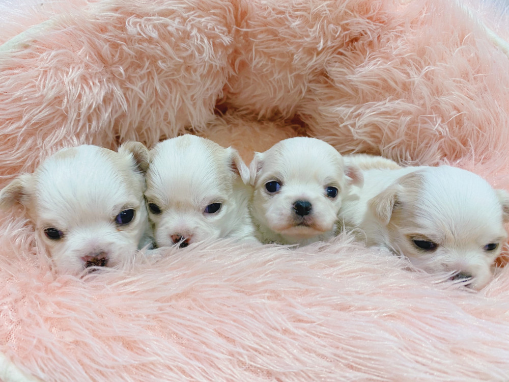 新潟県のチワワ(ロング) (竹内ペット 新津本店/2025年11月24日生まれ/男の子/その他色)の子犬の3枚目の画像