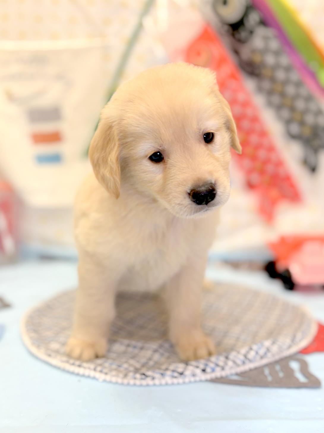 北海道のゴールデンレトリバー (ラブワンコ平岸店/2026年3月21日生まれ/女の子/ゴールデン)の子犬