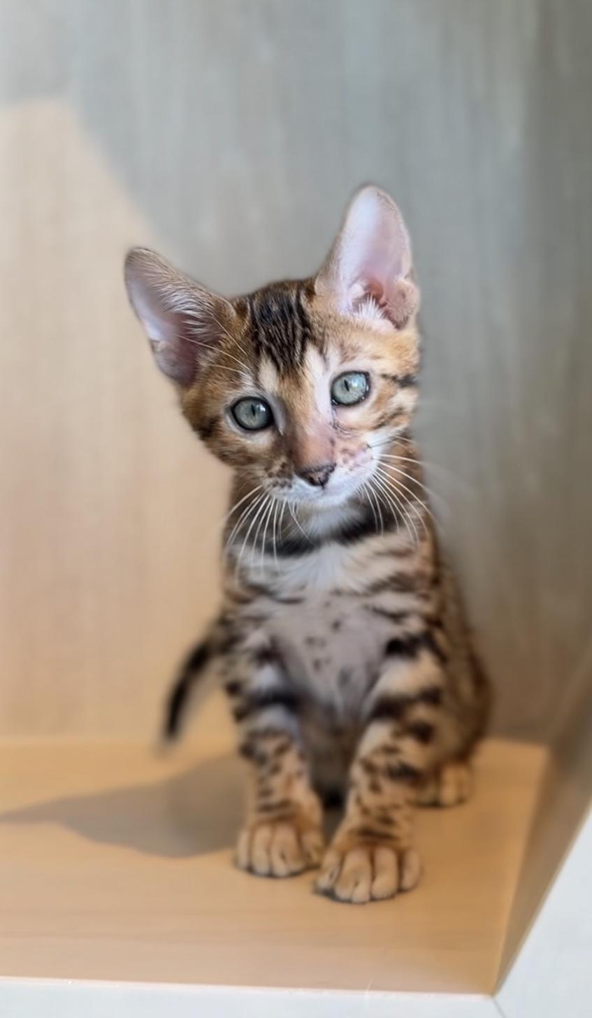 埼玉県のベンガル (PET SHOP Tiny tales/2025年11月15日生まれ/女の子/ブラウンスポットタビー)の子猫