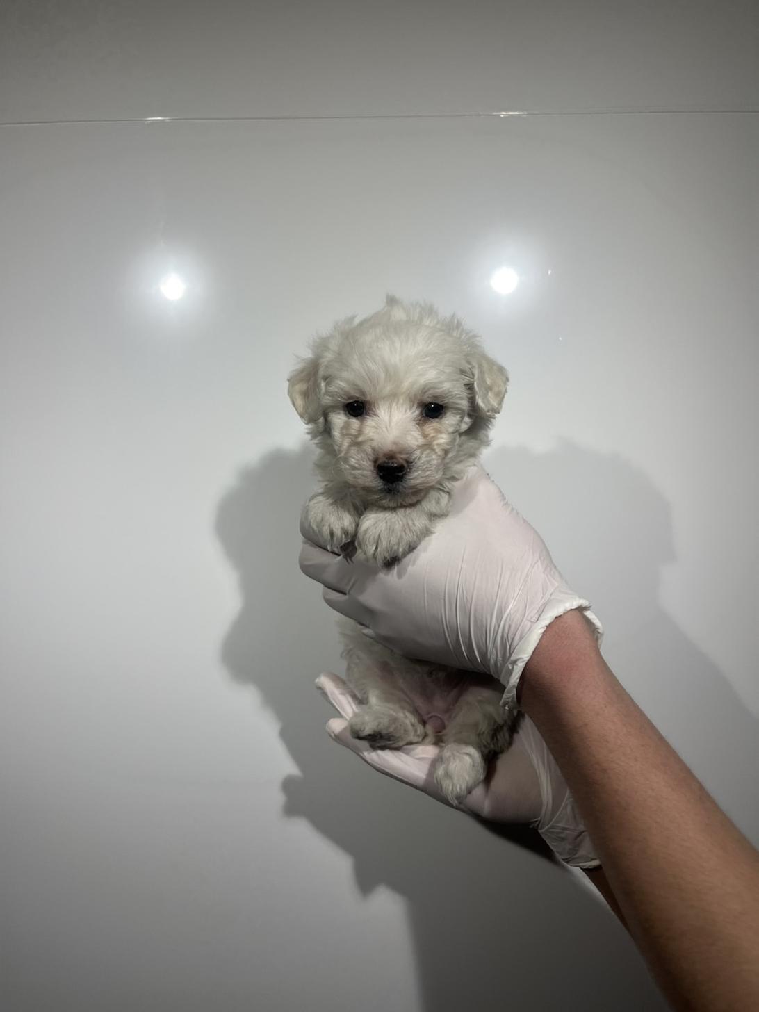 埼玉県のビションフリーゼ (ペッツスマイル加須インター店/2025年12月20日生まれ/女の子/ホワイト)の子犬の1枚目の画像