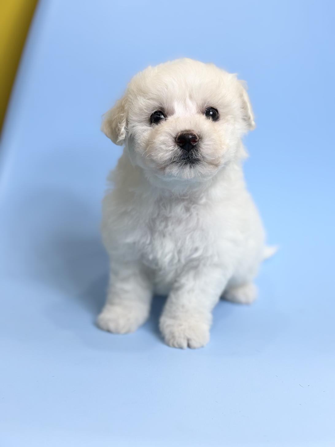 埼玉県のビションフリーゼ (ペッツスマイル加須インター店/2025年12月20日生まれ/女の子/ホワイト)の子犬の1枚目の画像