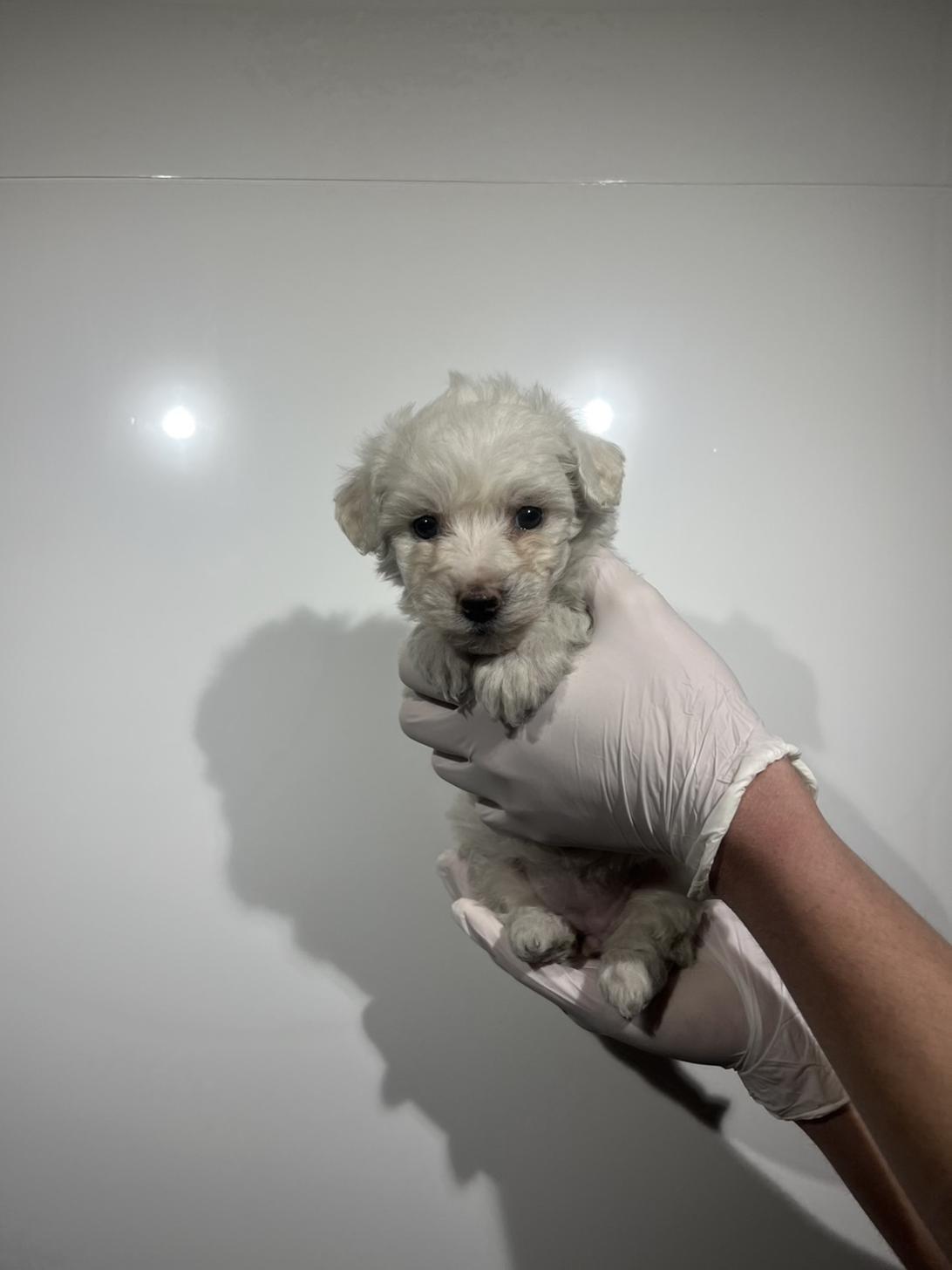 埼玉県のビションフリーゼ (ペッツスマイル加須インター店/2025年12月20日生まれ/女の子/ホワイト)の子犬の2枚目の画像