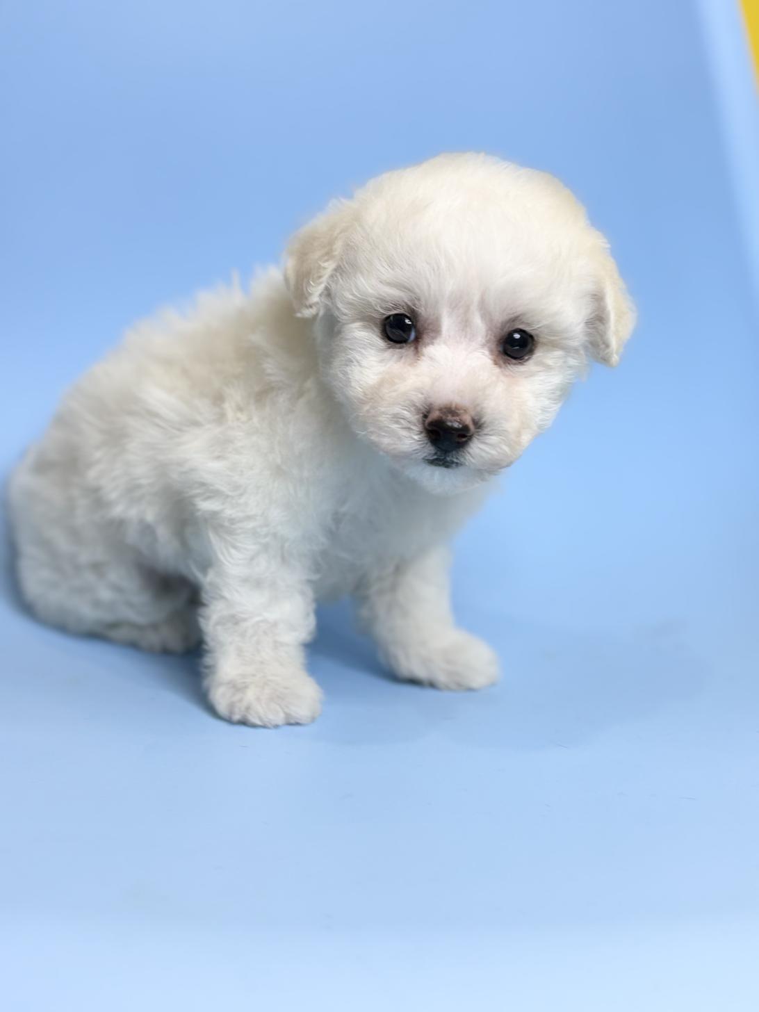 埼玉県のビションフリーゼ (ペッツスマイル加須インター店/2025年12月20日生まれ/女の子/ホワイト)の子犬の2枚目の画像