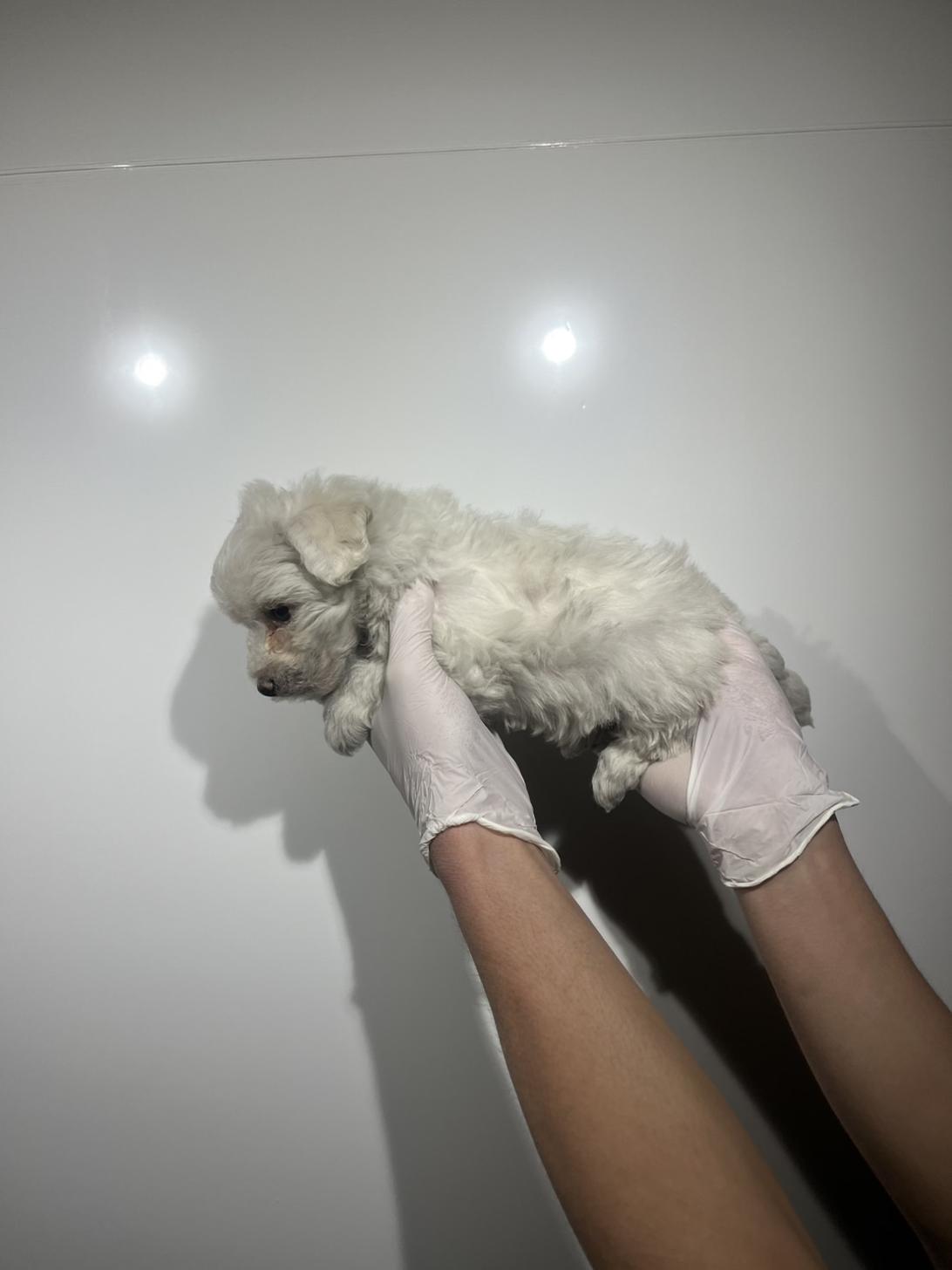 埼玉県のビションフリーゼ (ペッツスマイル加須インター店/2025年12月20日生まれ/女の子/ホワイト)の子犬の3枚目の画像