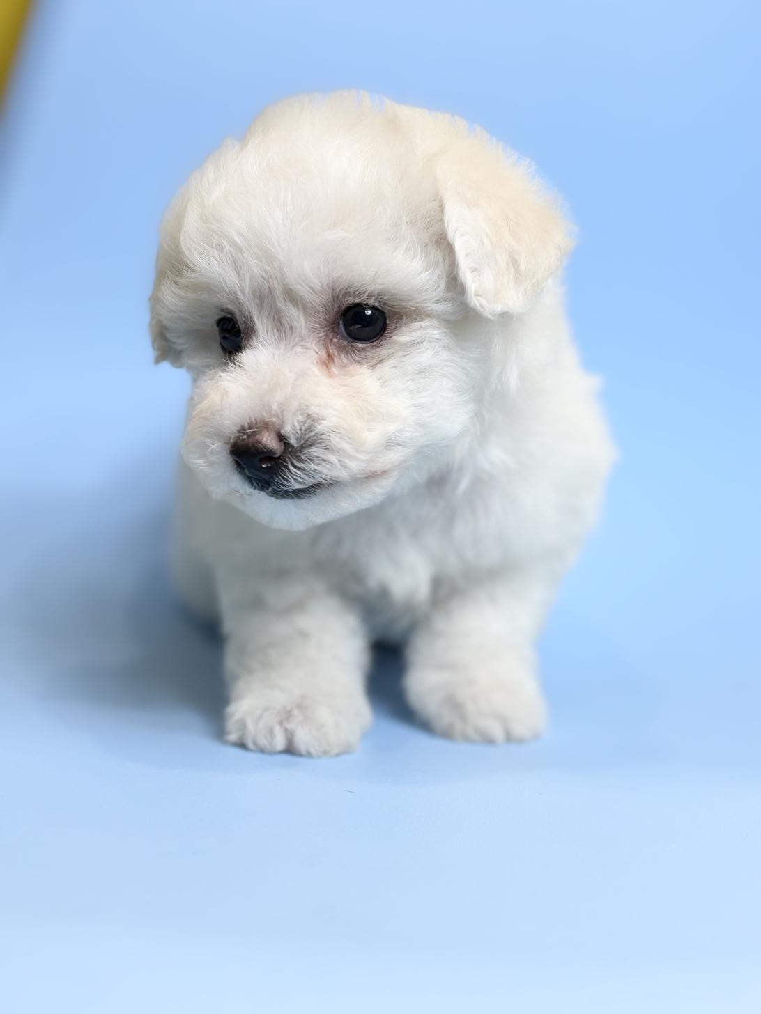 埼玉県のビションフリーゼ (ペッツスマイル加須インター店/2025年12月20日生まれ/女の子/ホワイト)の子犬の3枚目の画像