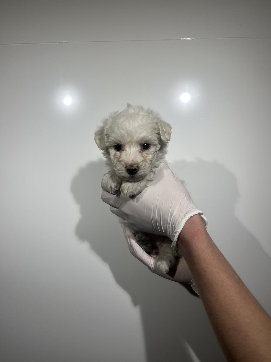 埼玉県のビションフリーゼ (ペッツスマイル加須インター店/2025年12月20日生まれ/女の子/ホワイト)の子犬の4枚目の画像