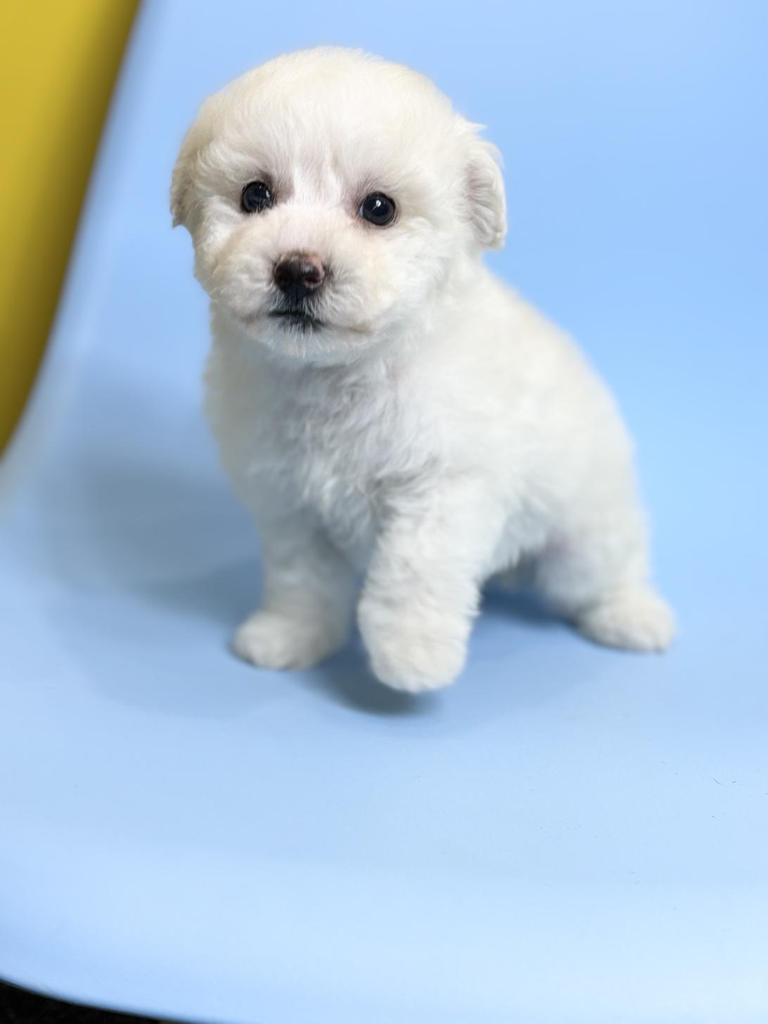 埼玉県のビションフリーゼ (ペッツスマイル加須インター店/2025年12月20日生まれ/女の子/ホワイト)の子犬の4枚目の画像