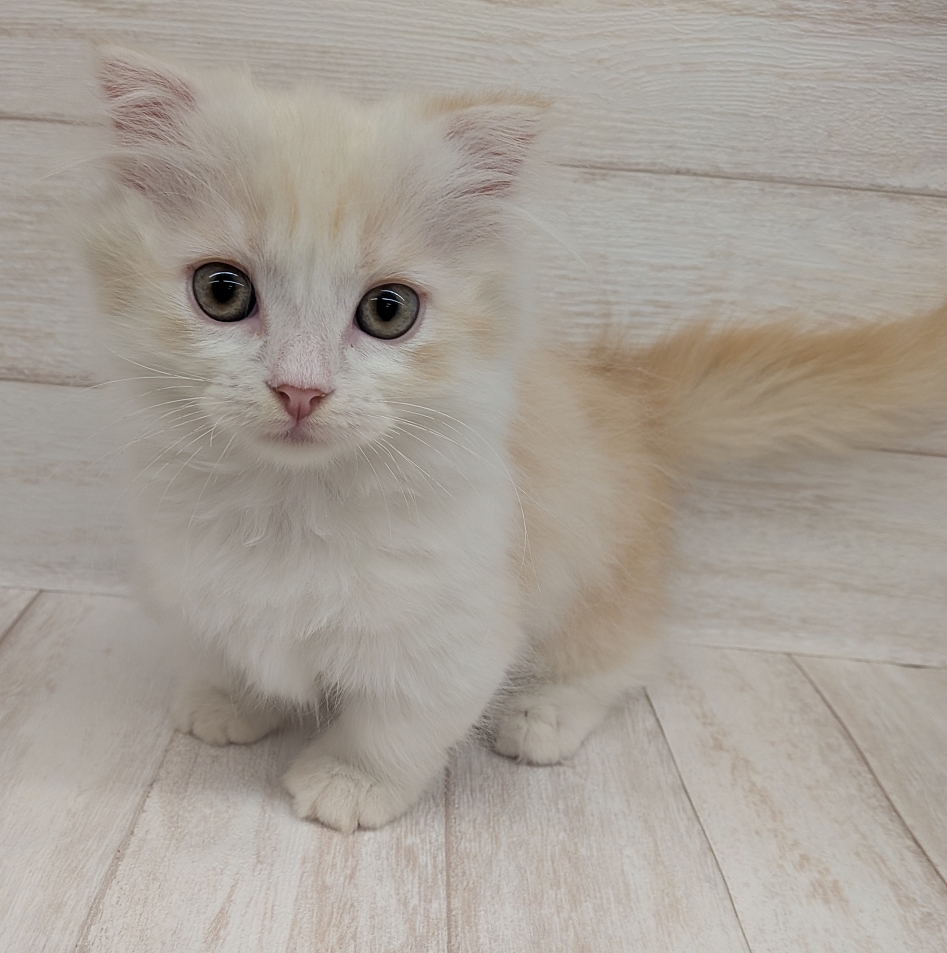 東京都のマンチカン (ペピカファミリー水元店/2026年8月6日生まれ/男の子/レッドタビーホワイト)の子猫の3枚目の画像
