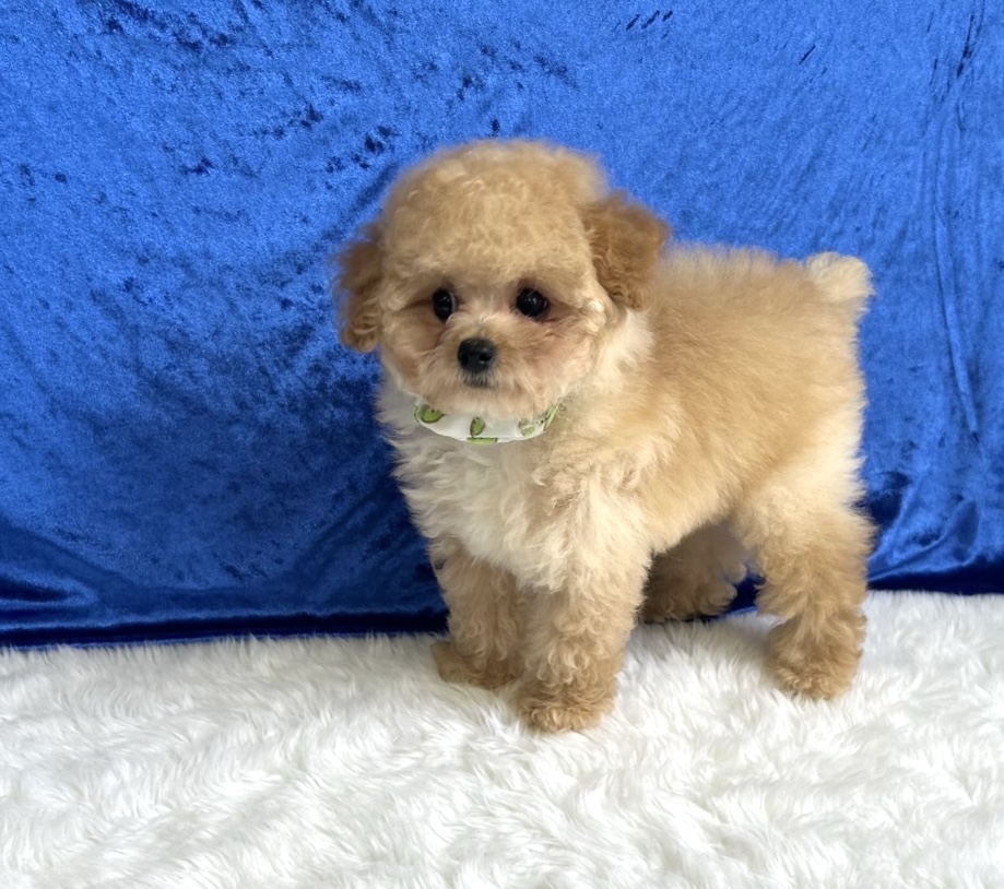 福岡県のタイニープードル (ぱぴぷぺっと福岡店/2025年3月20日生まれ/男の子/クリーム)の子犬
