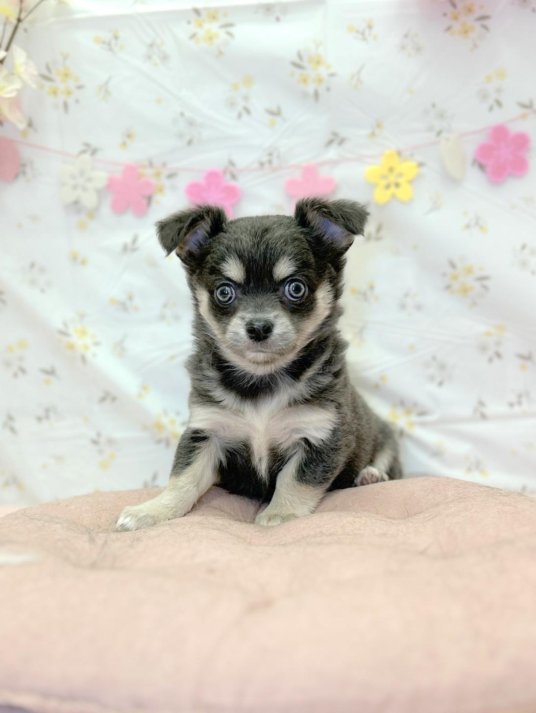 北海道のチワワ(ロング) (ラブワンコ平岸店/2026年2月14日生まれ/女の子/ブルータンホワイト)の子犬