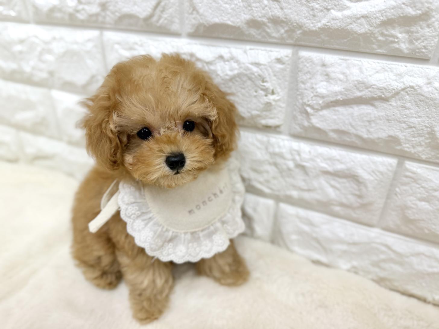 神奈川県のトイプードル(トイ) (ペッツコンシェル鶴見元宮店/2026年5月17日生まれ/女の子/オレンジフォーン)の子犬の2枚目の画像