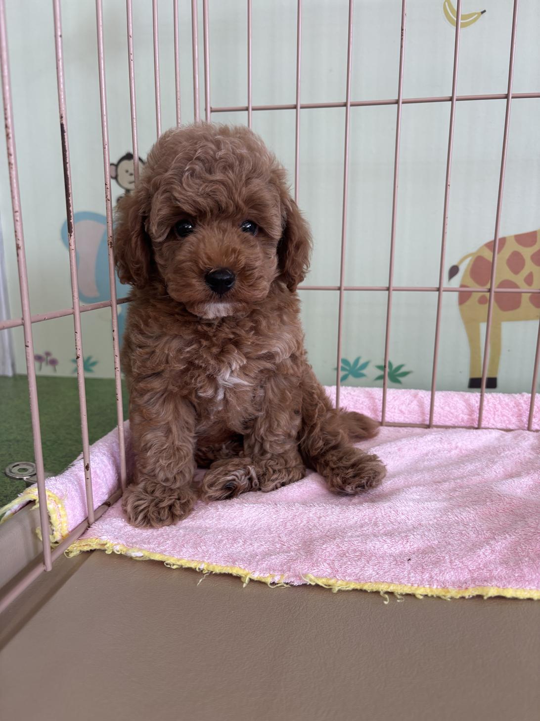 愛知県のタイニープードル (子いぬの足あと/2025年7月12日生まれ/男の子/レッド)の子犬