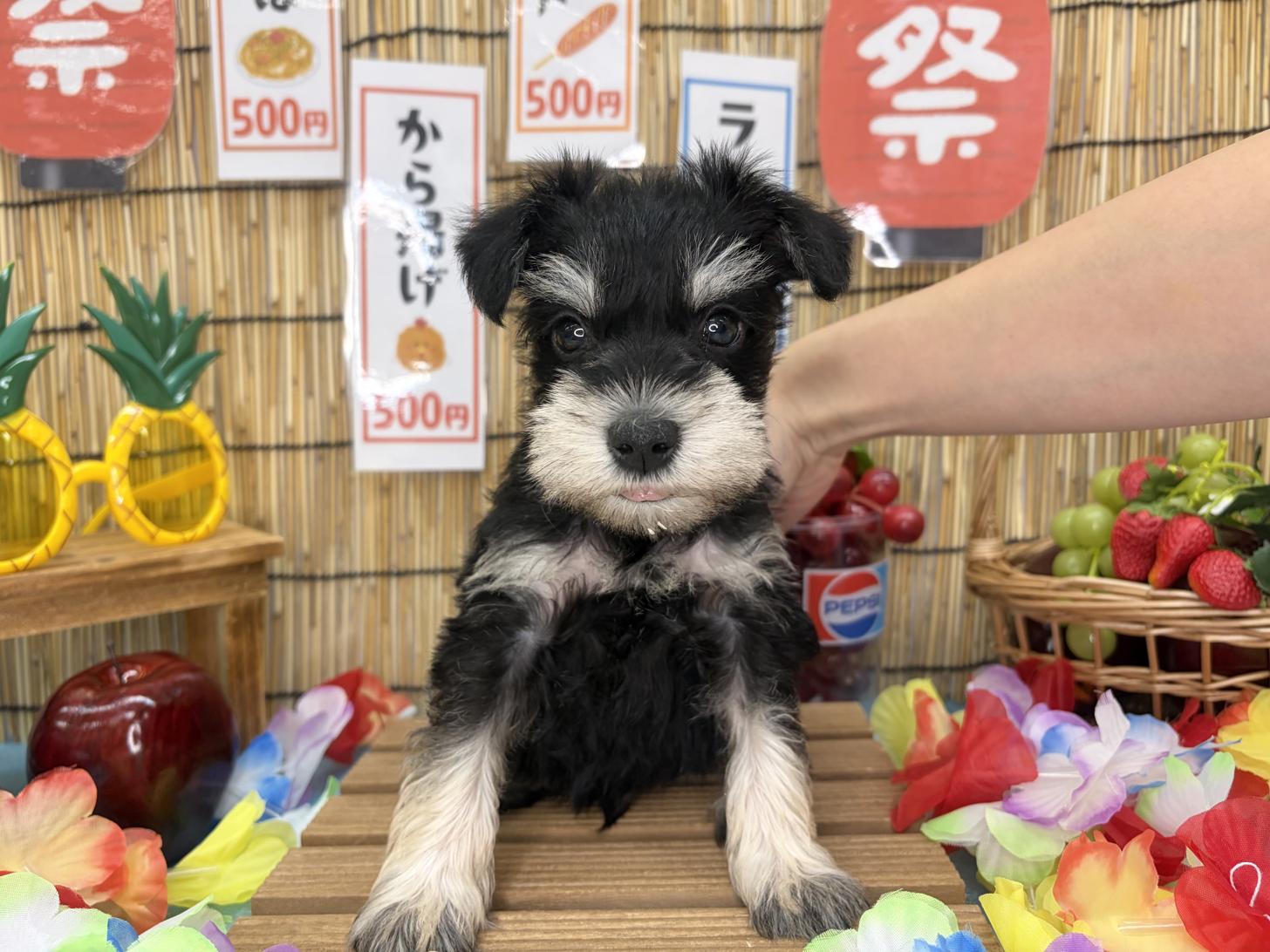 北海道のミニチュアシュナウザー (ラブワンコ カインズ大曲店/2026年6月20日生まれ/男の子/ブラックシルバー)の子犬