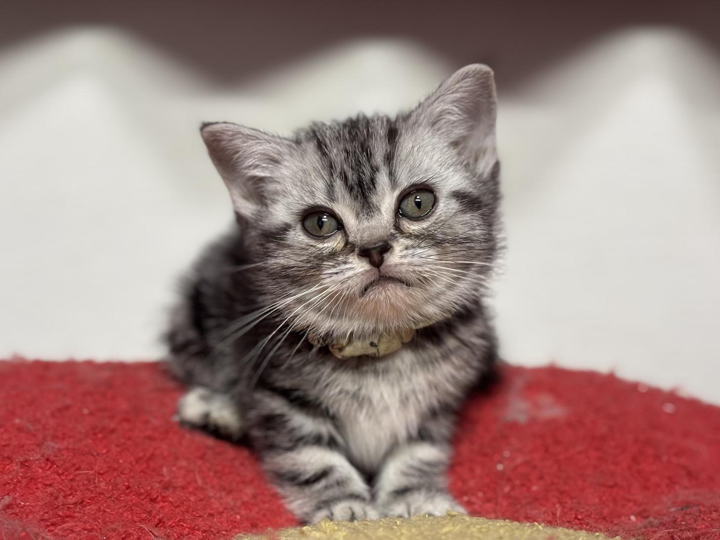 神奈川県のアメリカンショートヘアー (Doggy Style 小田原店/2025年12月5日生まれ/女の子/シルバータビー)の子猫の1枚目の画像