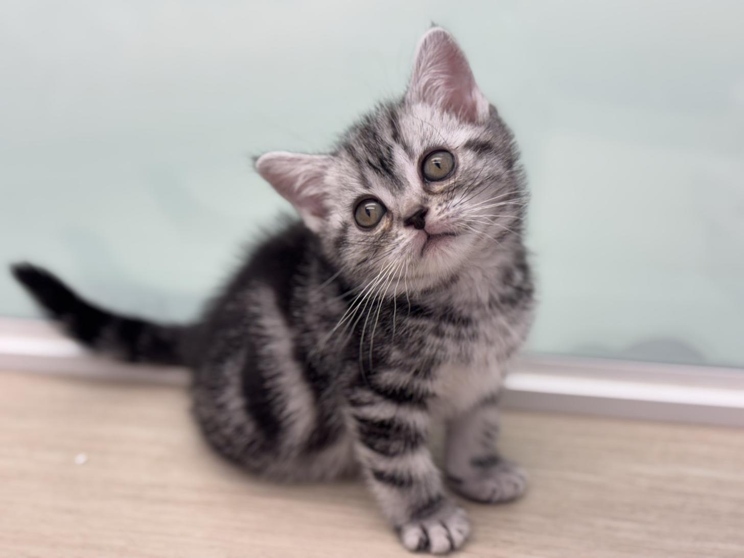 神奈川県のアメリカンショートヘアー (Doggy Style 小田原店/2025年12月5日生まれ/女の子/シルバータビー)の子猫の1枚目の画像
