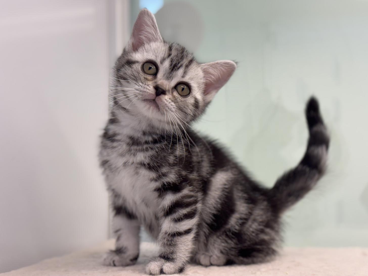 神奈川県のアメリカンショートヘアー (Doggy Style 小田原店/2025年12月5日生まれ/女の子/シルバータビー)の子猫