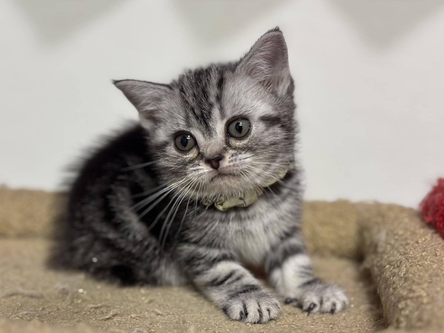 神奈川県のアメリカンショートヘアー (Doggy Style 小田原店/2025年12月5日生まれ/女の子/シルバータビー)の子猫の2枚目の画像