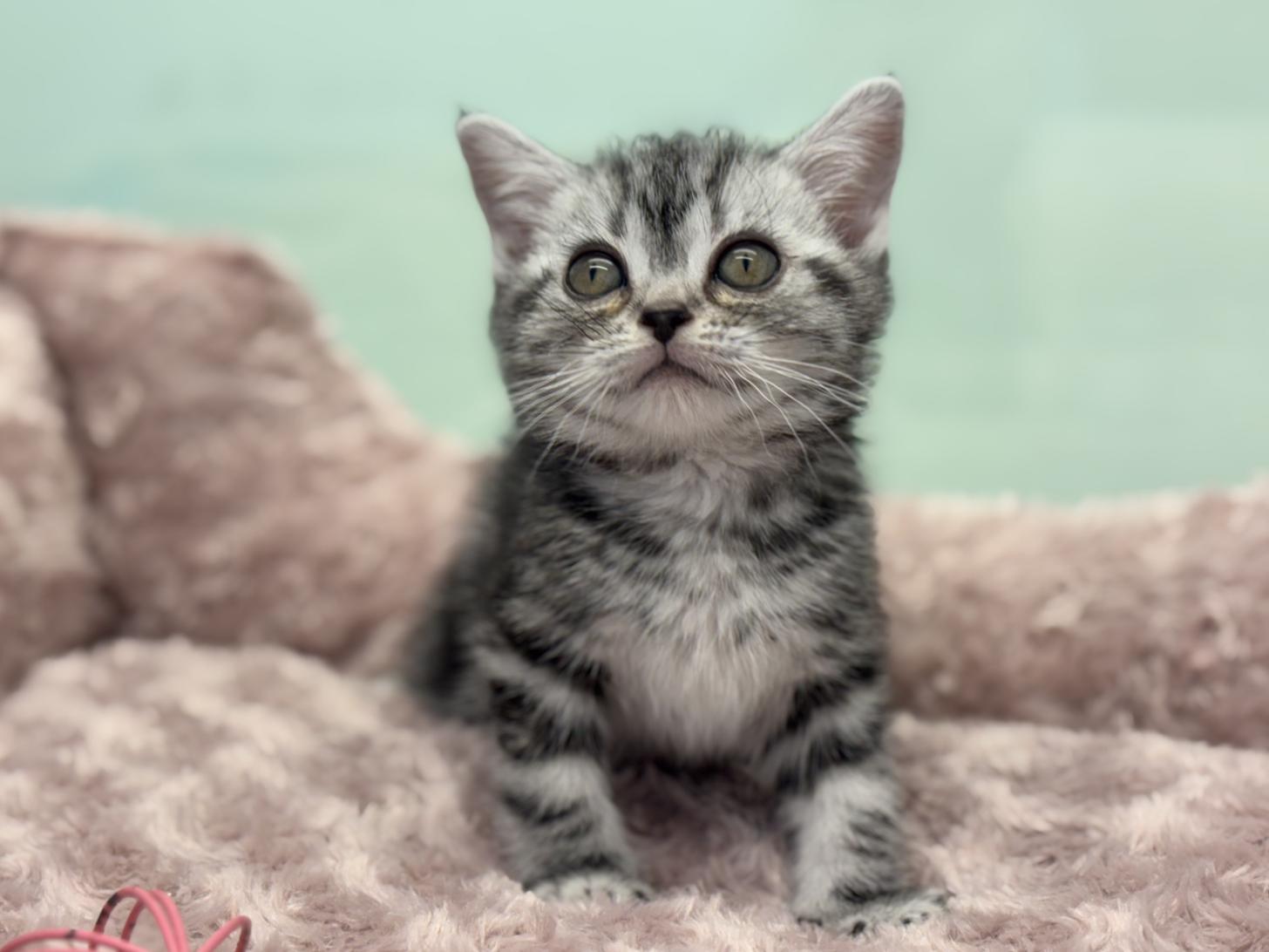 神奈川県のアメリカンショートヘアー (Doggy Style 小田原店/2025年12月5日生まれ/女の子/シルバータビー)の子猫の2枚目の画像