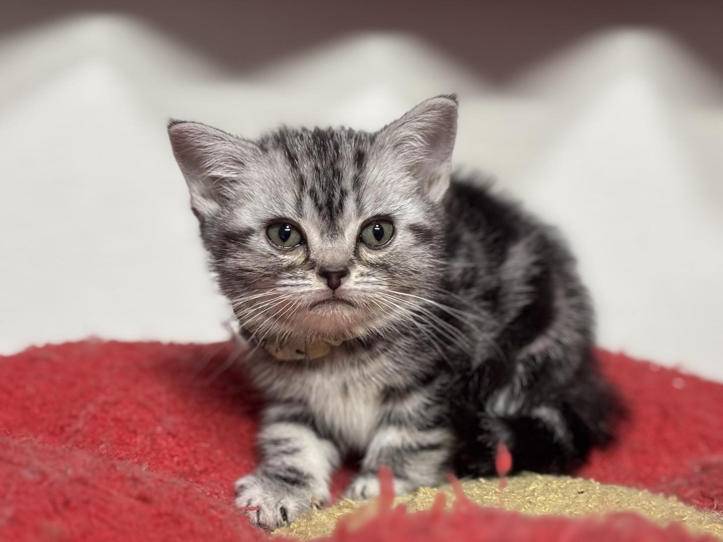 神奈川県のアメリカンショートヘアー (Doggy Style 小田原店/2025年12月5日生まれ/女の子/シルバータビー)の子猫の3枚目の画像