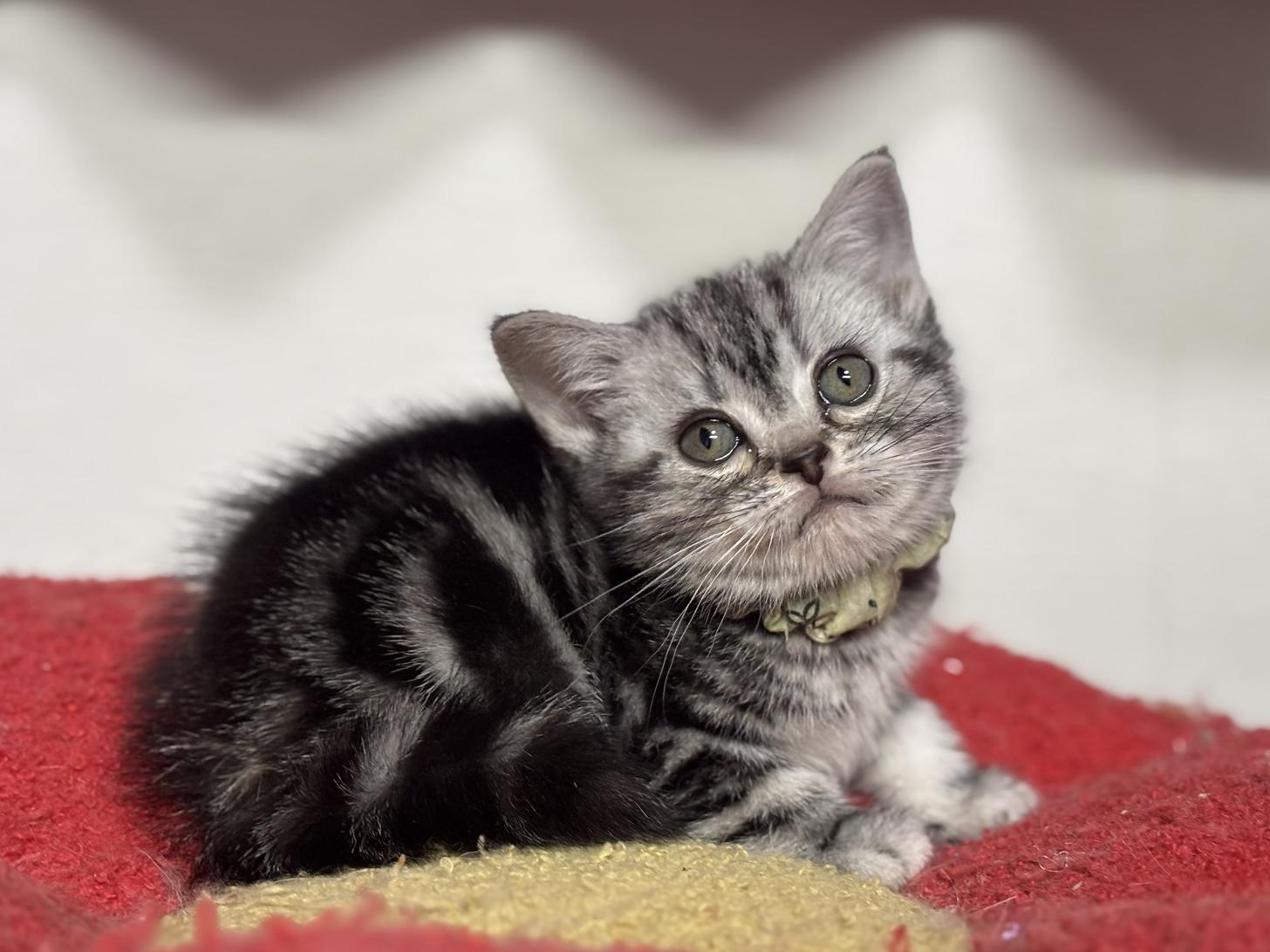 神奈川県のアメリカンショートヘアー (Doggy Style 小田原店/2025年12月5日生まれ/女の子/シルバータビー)の子猫の4枚目の画像