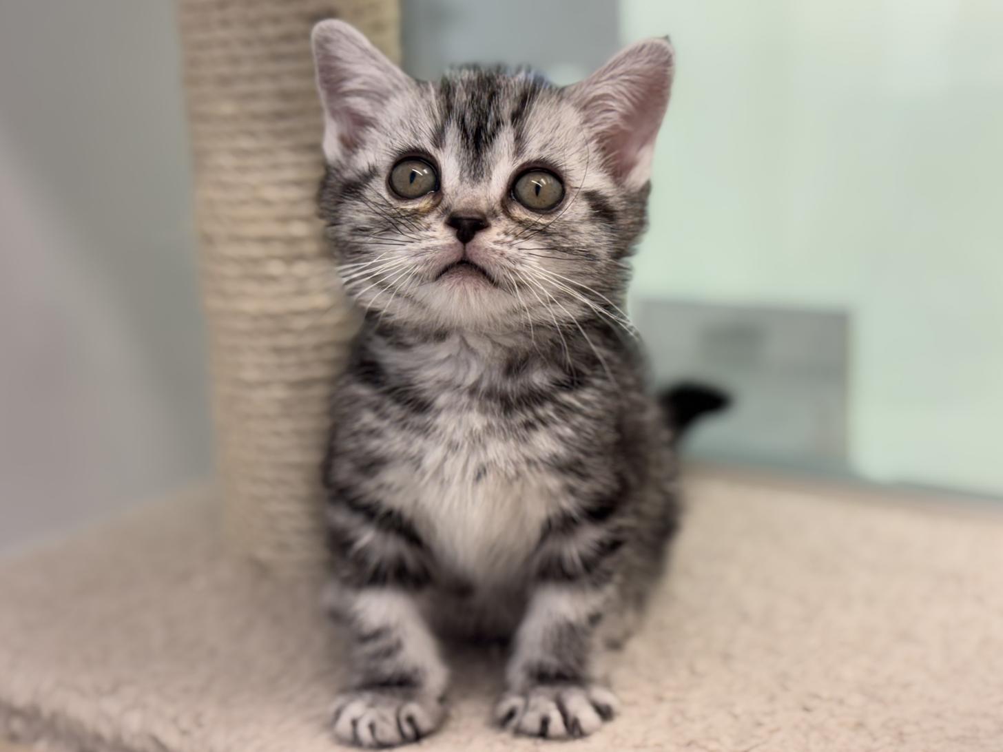 神奈川県のアメリカンショートヘアー (Doggy Style 小田原店/2025年12月5日生まれ/女の子/シルバータビー)の子猫の4枚目の画像