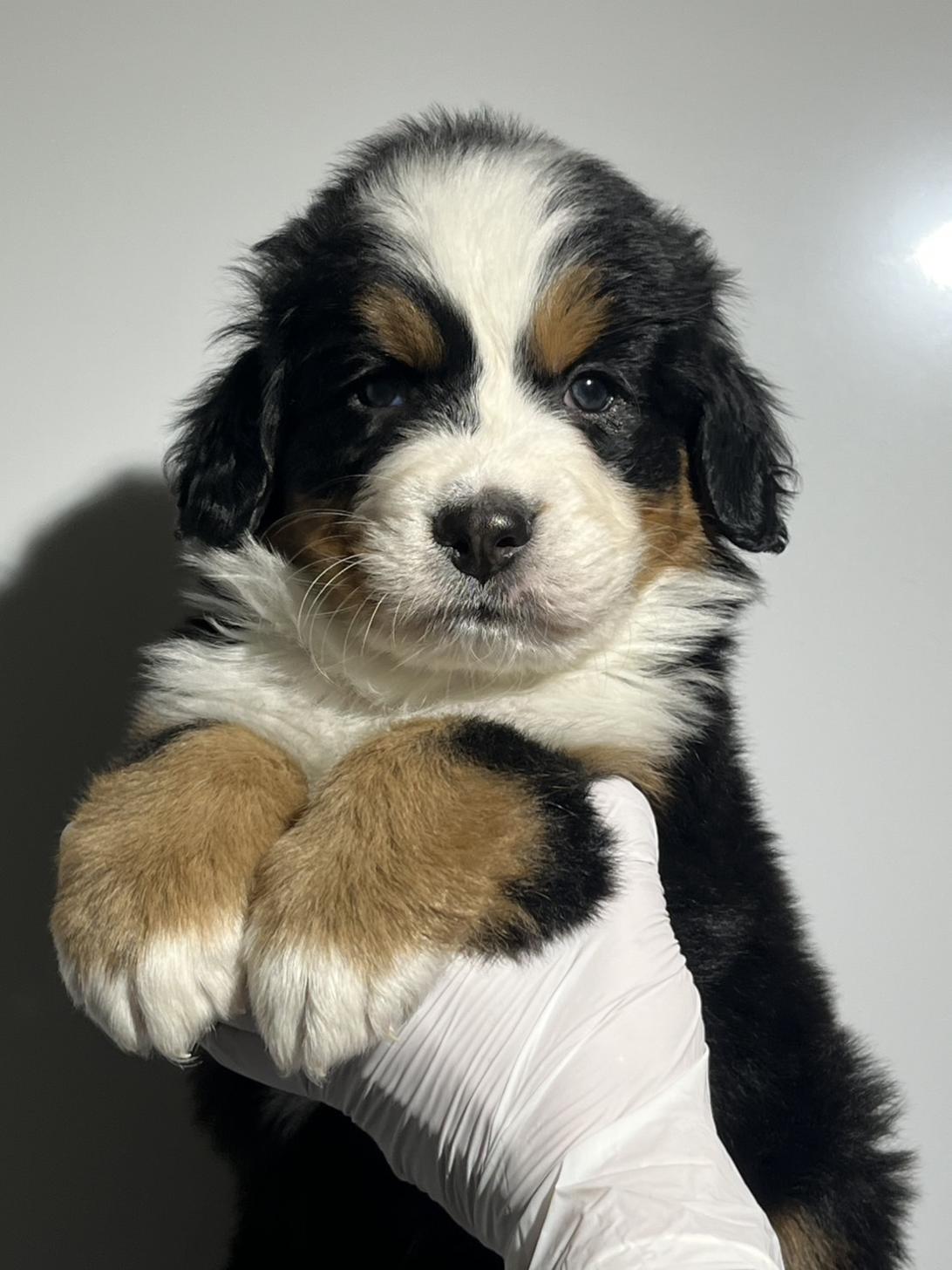埼玉県のバーニーズマウンテンドッグ (ペッツスマイル加須インター店/2025年10月11日生まれ/男の子/ブラックラストホワイト)の子犬の1枚目の画像