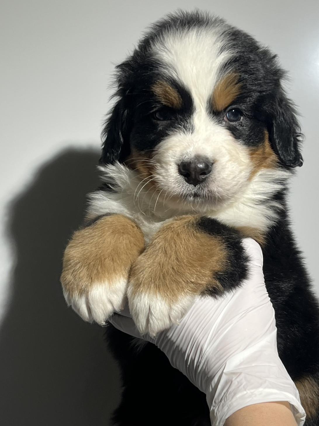 埼玉県のバーニーズマウンテンドッグ (ペッツスマイル加須インター店/2025年10月11日生まれ/男の子/ブラックラストホワイト)の子犬の2枚目の画像
