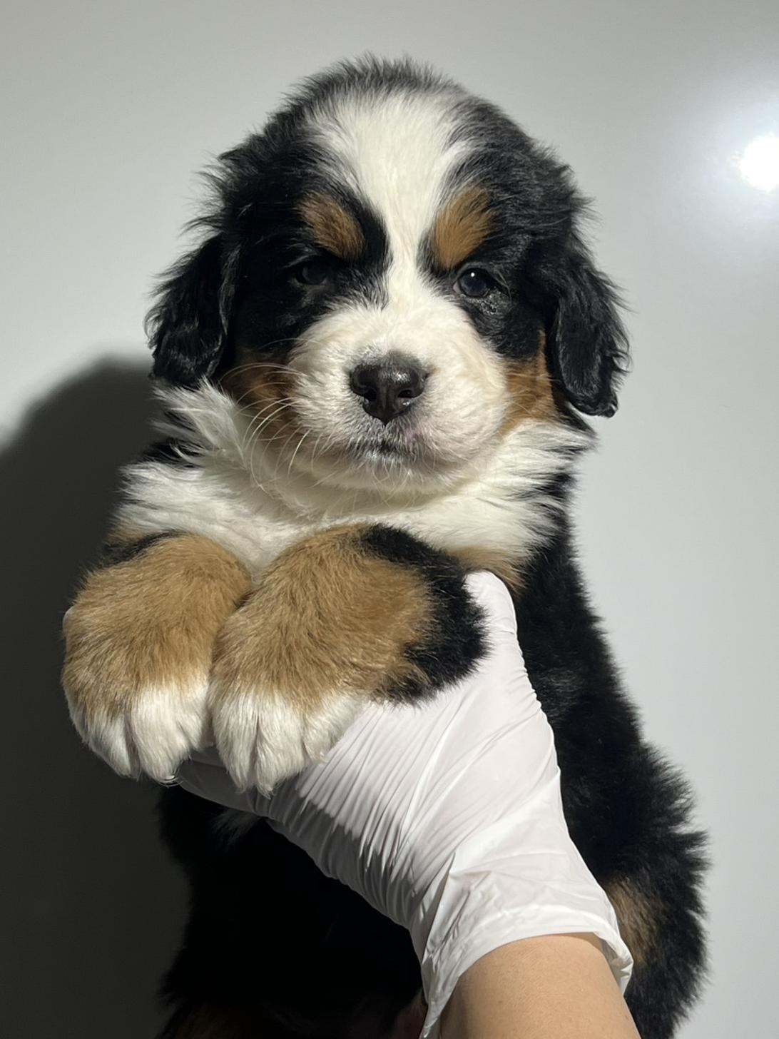 埼玉県のバーニーズマウンテンドッグ (ペッツスマイル加須インター店/2025年10月11日生まれ/男の子/ブラックラストホワイト)の子犬の3枚目の画像