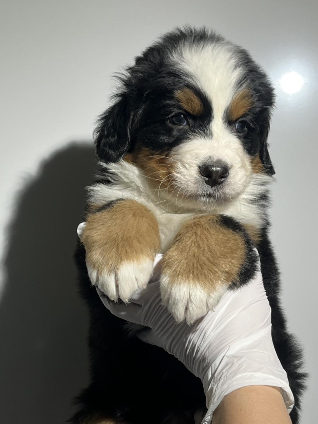 埼玉県のバーニーズマウンテンドッグ (ペッツスマイル加須インター店/2025年10月11日生まれ/男の子/ブラックラストホワイト)の子犬の4枚目の画像