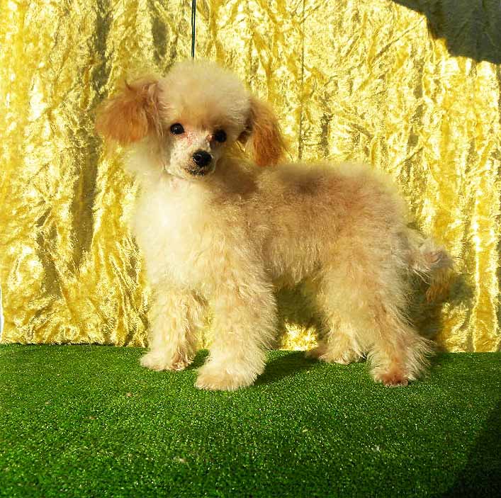 群馬県のトイプードル(ロイヤルティーカップ) (ペットハウステレサ/2025年4月8日生まれ/男の子/アプリコット)の子犬の1枚目の画像