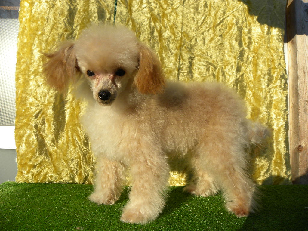 群馬県のトイプードル(ロイヤルティーカップ) (ペットハウステレサ/2025年4月8日生まれ/男の子/アプリコット)の子犬の2枚目の画像