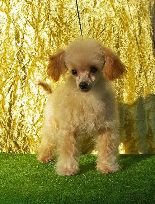 群馬県のトイプードル(ロイヤルティーカップ) (ペットハウステレサ/2025年4月8日生まれ/男の子/アプリコット)の子犬の3枚目の画像